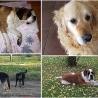 'Dogo' nedienas: saimnieku stāsti par suņu ciešanām; ražotājs noliedz barības saistību ar saslimšanām