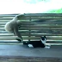Video: Pērtiķēns izaicina kaķi uz kautiņu