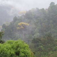 За два месяца исчезло 600 кв.км. джунглей Амазонки