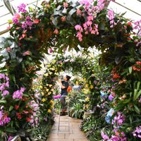 Foto: Kjū Karaliskajā botāniskajā dārzā norit iespaidīgais orhideju festivāls
