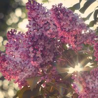 Saldo ziedu nostalģija – ceriņi un to audzēšana pagalmā