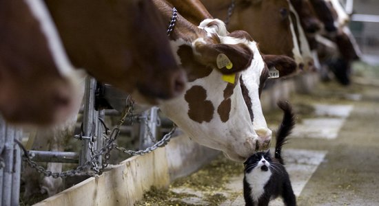 Jaunzēlande atteiksies no "purkšķu nodokļa"