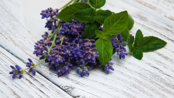 lavanda piparmētra augi