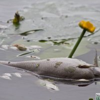 Zivju masveida bojājeja Šlokenbekas ezerā: Uzņēmējam draud līdz 10 gadiem cietumā