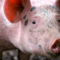 Российский запрет на ввоз живого скота и свиней ударит по десяткам ферм из Латвии