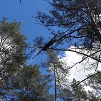 'Aizmukušais' drons atrasts mežā Garkalnes novadā