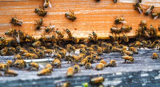 Bērns sūdzas par 'briesmoņiem skapī', bet sienā atklājas 50 000 bišu