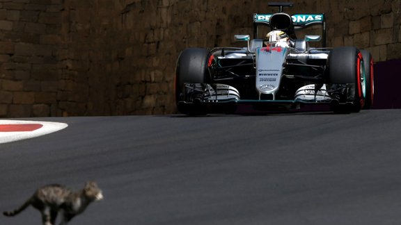 cat in front of Mercedes Formula 1 Lewis Hamilton 