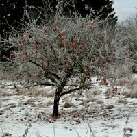 Krasās temperatūras svārstības var kaitēt augļkokiem – kā tos pasargāt?