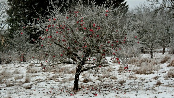 Krasās temperatūras svārstības var kaitēt augļkokiem – kā tos pasargāt?