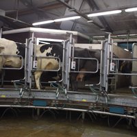 Nav skaidrības, kur liksim piena pārprodukciju, raizējas lauksaimnieki