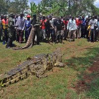 В Уганде пойман крокодил-людоед весом в тонну