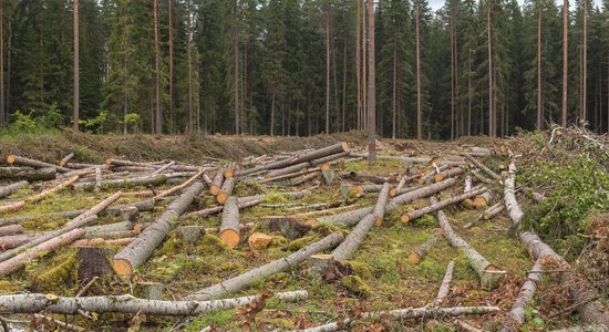 Госконтроль: самоуправления плохо распоряжаются лесом. Убытки — больше трех млн евро в год