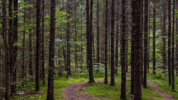 Dabas un izziņas taka 'Viesatas upesloki'  - 4