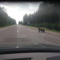 Kārsavas novadā uz ceļa pamanīts brangs lācis