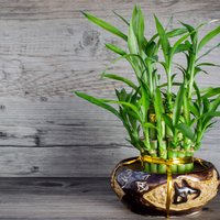 Veiksmes bambuss jeb Sandera dracēna – kā to audzēt mājās?