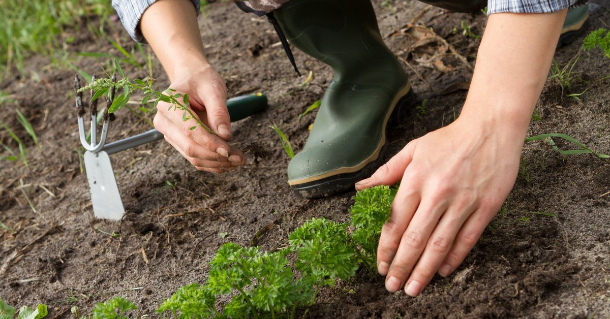 Когда сеять горчицу для улучшения почвы весной. Когда сеять горчицу для улучшения почвы. Когда нужно сажать горчицу. Сидераты для огурцов. Горчица сидерат.