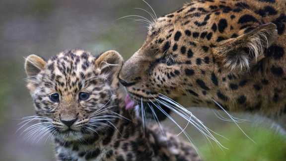 Amūras leopards