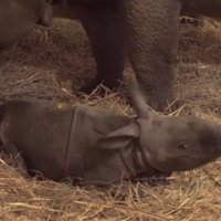 Beļģijas zoodārzā piedzimis retas sugas degunradzis