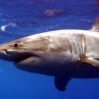 Акула напала на австралийского серфера: мужчина погиб