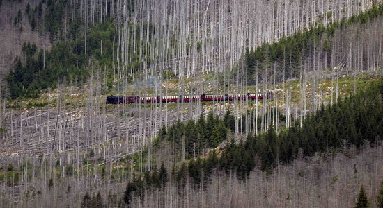 Vai paliksim bez egļu mežiem? Mizgraužu izplatību vērtē dabas speciālisti