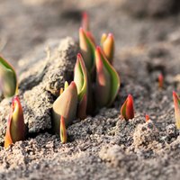 Tulpes janvārī sadzinušas asnus: vai aukstuma gaidās augi jāpiesedz