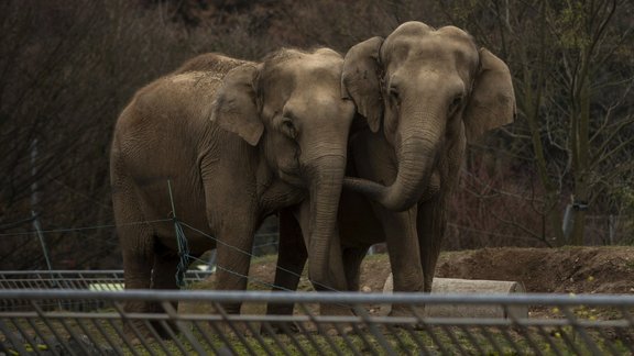 Ziloni Francijas Zoo