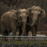Бардо с помощью "русской угрозы" добилась подвижек в спасении слоних