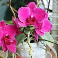Orhideju smagā nasta – ko iesākt, ja augs izliecies pār podu