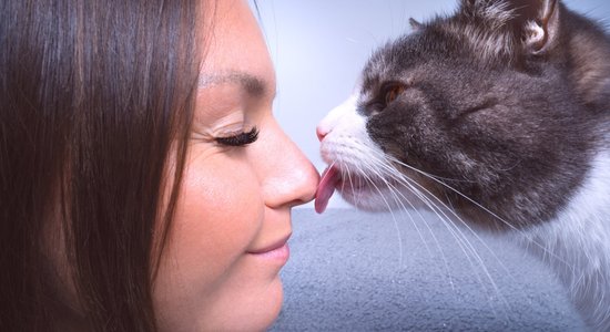 Правда ли, что кошки могут лечить людей? Вы удивитесь, но это действительно так