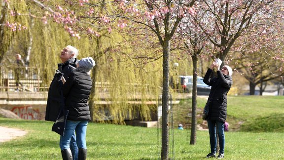 Rīgā Uzvaras parkā uzziedējušas sakuras - 2