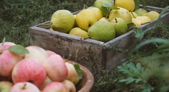 8 октября Институт садоводства приглашает всех желающих на сбор яблок и груш в Добеле