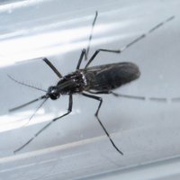 Brazīlija palaidīs brīvībā ģenētiski modificētus odus cīņai pret Zikas vīrusu