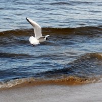 VVD: Notekūdeņi Liepājā nav radījuši paliekošu ietekmi uz Baltijas jūras ekosistēmu