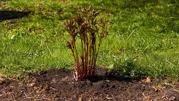 peonijas, peoniju krūms, peonija