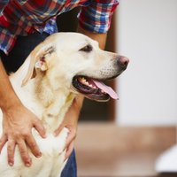 Mīlestība vai pārākums – kāpēc suņi atbalstās pret saimnieku