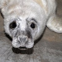 С пляжа в Вентспилсе в Рижский зоопарк доставили раненого тюлененка