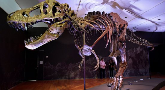 Bagātiem paleontoloģijas faniem iespēja tikt pie sava tiranozaura