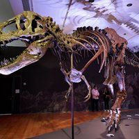 Bagātiem paleontoloģijas faniem iespēja tikt pie sava tiranozaura