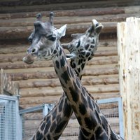 Apdraudot žirafes veselību, kāds Rīgas zoodārza apmeklētājs tai metis kāposta lapu