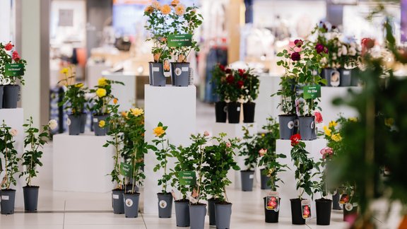 Bezmaksas "Rožu parāde" lielveikalā – simtiem šķirņu, krāsu un aromātu vienuviet