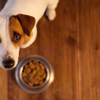 'Dogo' sāga: Lai kaut viens pierāda, ka suņi nesaslima, uzskata biedrībā