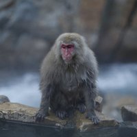 У обезьян после аварии на Фукусиме уменьшились размеры тела и мозг