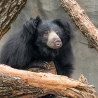 Iepazīstam dzīvniekus: garlūpu lācis, kas muti izmanto kā vakuumsūkni