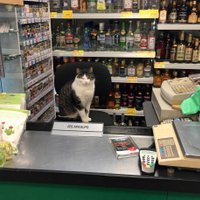 Foto: Veikalā Mellužos pircējus apkalpo kaķis