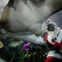 Скат убил профессионального дайвера в океанариуме