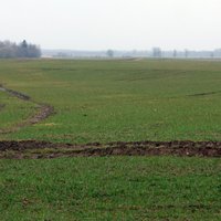 Lauksaimnieki visvairāk palielinājuši kviešu sējumu platības, lēš 'Rīgas Dzirnavnieks'