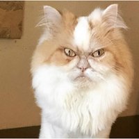 Foto: 'Instagram' cilvēku sirdis iekaro jauns Nīgrais kaķis