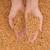 Еврокомиссия против запрета на импорт украинского зерна в Польшу и Венгрию