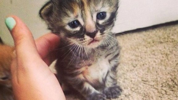 Permanently Sad Cat